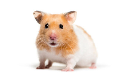 Celebrating International Hamster Day