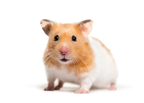 Celebrating International Hamster Day