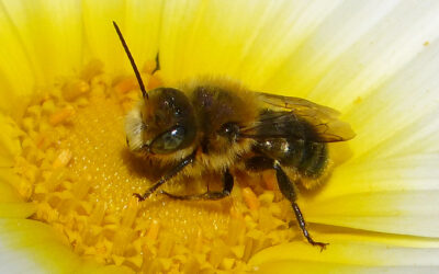 Celebrating World Bee Day