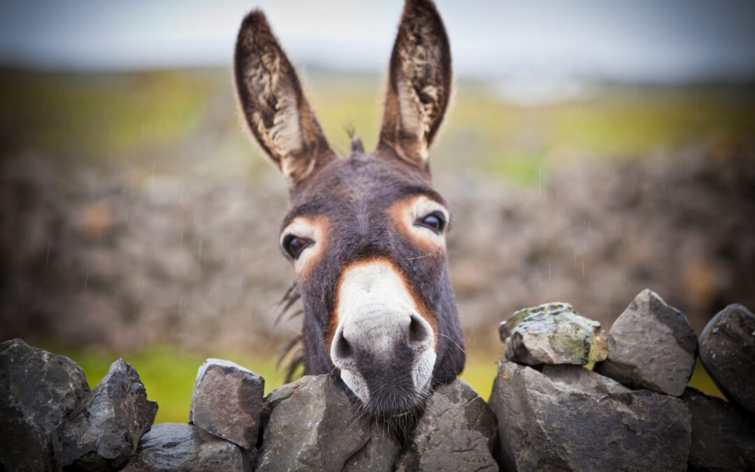 Celebrating World Donkey Day